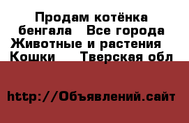 Продам котёнка бенгала - Все города Животные и растения » Кошки   . Тверская обл.